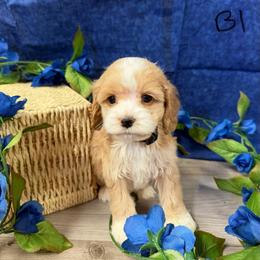 Rose B1 (lot of white) - Red and white male Cockapoo puppy in Haines City, Florida from Camic Cockapoos