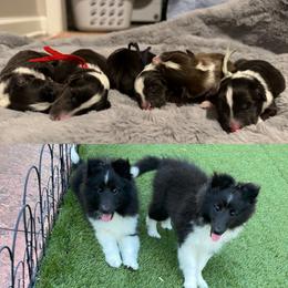 Shetland Sheepdog Puppies from Rollinghills Breeders