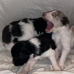 Aussiedoodles, Bordoodles, and Poodles from Danie’s Doggie Den