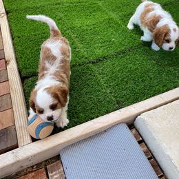 Cavalier King Charles Spaniel Puppies from Austin Cavaliers