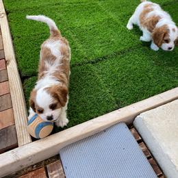 Cavalier King Charles Spaniel Puppies from Austin Cavaliers