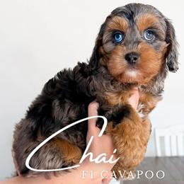Boy 5 - male Cavapoo puppy in South Jordan, Utah from Wonderful World Doodles