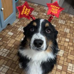 Maserati - Black tri-color male Australian Shepherd puppy in Quincy, Illinois from McMullen’s Aussies
