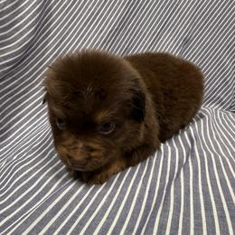 RTF6 - Red tri female Toy Australian Shepherd puppy in Pryor Creek, Oklahoma from DK’s Littles & Co