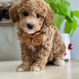 Goldendoodle and Poodle Puppies from Deerly Poodles
