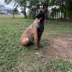 Lyutta - Belgian Malinois