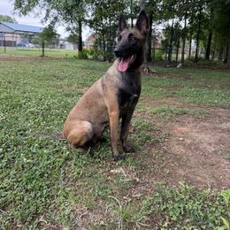 Lyutta - Belgian Malinois