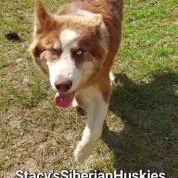 Peter - Red and white male Siberian Husky puppy in Savannah, Georgia from Stacy's Siberian Huskies
