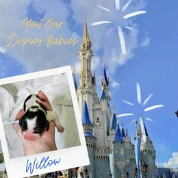 Willow - Tri-color female Cavalier King Charles Spaniel puppy in Salisbury, North Carolina from Nanny Bugs Pups