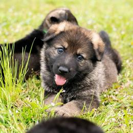 German Shepherd Puppies from Reign Land
