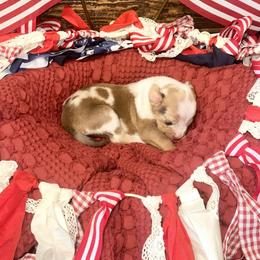 Maple - White merle female Catahoula Leopard Dog puppy in Slaton, Texas from M5 Catahoulas