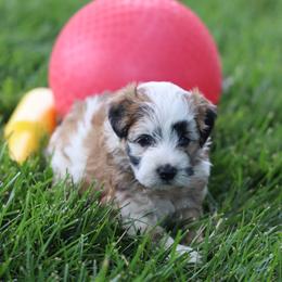 Mia - Merle female Whoodle puppy in West Bend, Iowa from Blue Skies Terriers