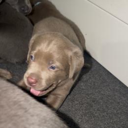 Purple collar - Chocolate female Labrador Retriever puppy in Fontana, California from Silver Labrador of Southern California