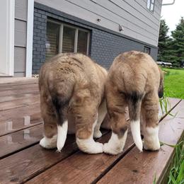 Saint Bernard Puppies from Split Rock Saints