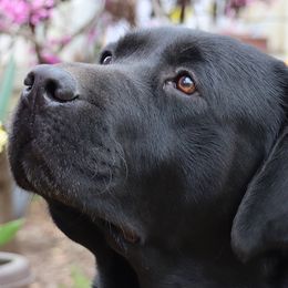 Labrador Retrievers from van Dalen Labradors