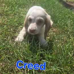 Creed - Piebald male Dachshund puppy in Hollis, Oklahoma from Write Breed Doxies