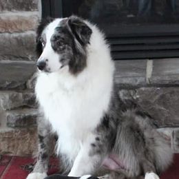 Australian Shepherds from Diamond Paws Australian Shepherds