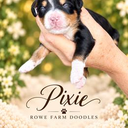 Pixie - Tri-color female Bernedoodle puppy in Henry, Illinois from Rowe Farms Doodles
