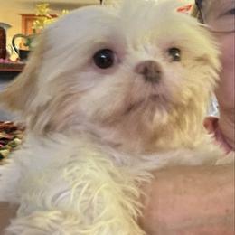 Nami - Shih Tzu
