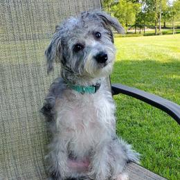Scout - Schnoodle