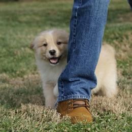 Duke - Yellow male Australian Shepherd puppy in Holmesville, Ohio from Coffee Run Spring at Miller Farms