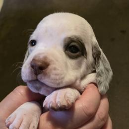 Pine - Chestnut male Braque du Bourbonnais puppy in Deer Lodge, Tennessee from Steady Wind Braque du Bourbonnais Pointers