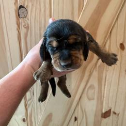 Wednesday Addams - Black white and brown female Basset Hound puppy in Oronogo, Missouri from Dutton's Show Me Farms