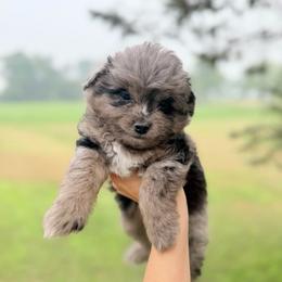 Glacier - Blue merle male Aussiedoodle puppy in Kalamazoo, Michigan from Creekside Ranch