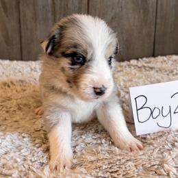 Boy 2 - Blue merle male Border Collie puppy in Shawnee, Oklahoma from Cross K Working Collies - Pure Bred Border Collies