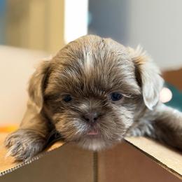 Hot pink girl - Lilac female Shih Tzu puppy in Berkeley Springs, West Virginia from Sandridge Shih Tzus