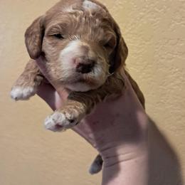 Aussiedoodle and Cockapoo Puppies from Ouachita River Cockapoos