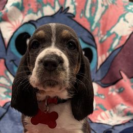 Captain Gantu: Red Collar - Black tan and white male Basset Hound puppy in Monterey, Tennessee from Southern Belles Bassets
