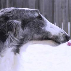 "Margaret"  - Borzoi