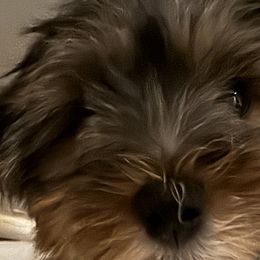 Yorkshire Terriers from Lizzy's 3 Beauties