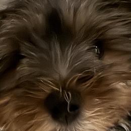 Yorkshire Terriers from Lizzy's 3 Beauties