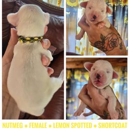 Nutmeg (Lemon Spotted) - White and lemon female Dalmatian puppy in Salem, Missouri from Paradise Spots Dalmatians