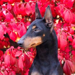 Mac - Manchester Terrier