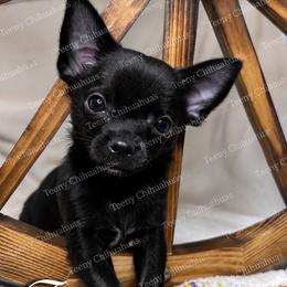 Frijole - Black and white male Chihuahua puppy in Rocky Mount, Virginia from Teeny Chihuahuas