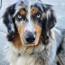 Kiki - Australian Shepherd