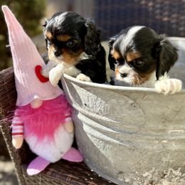 Cavalier King Charles Spaniel Puppies from Nococavaliers
