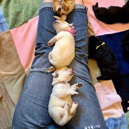 Labrador Retriever Puppies from Elsmere Labradors