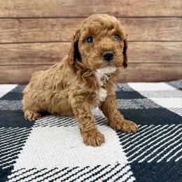 Little boy 3 - Red male Cockapoo puppy in Beresford, South Dakota from DAKOTA DOOD RANCH