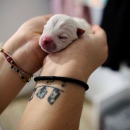 West Highland White Terrier Puppies from De Leon Westies