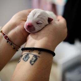 West Highland White Terrier Puppies from De Leon Westies