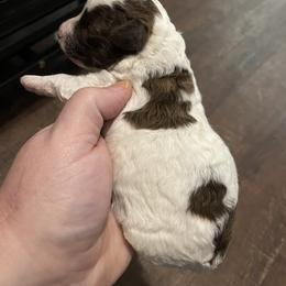 Poodle Puppies from Always Best Kennels, Inc