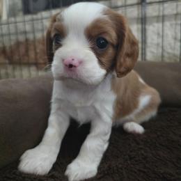 Beige boy - Blenheim male Cavalier King Charles Spaniel puppy in Wimberley, Texas from Amazing AKC Puppies