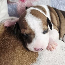 Little Pick Me Up - White and red male Italian Greyhound puppy in Cadwell, Georgia from All The DoDa Day Italian Greyhounds