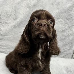 Pink Collar - Brown female Cocker Spaniel puppy in Cleveland, Ohio from Buckeye Country Kennel