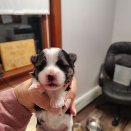 Bellarina - Black female Morkie puppy in Pine Grove, Pennsylvania from Cathy Burns