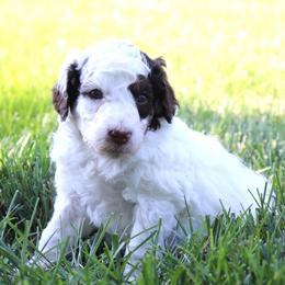 Monster Mutt - male Australian Mountain Doodle puppy in Decatur, Illinois from Signature Doodles